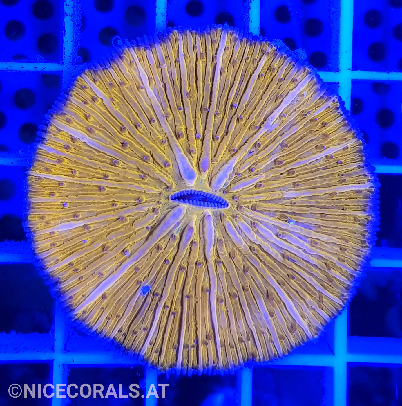 Cycloseris