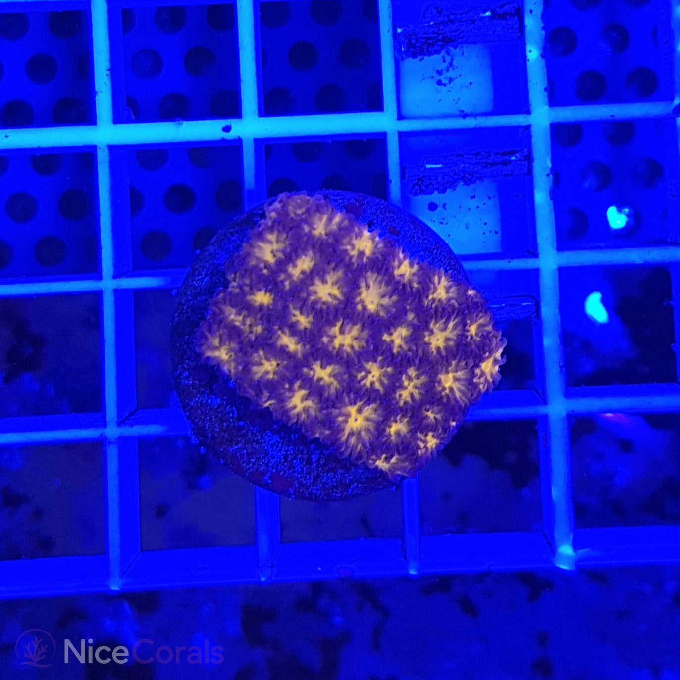 Leptastrea