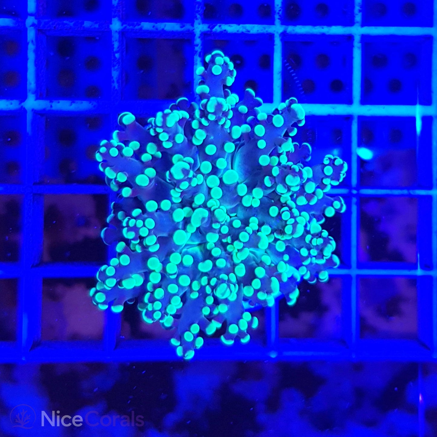 Euphyllia paradivisa