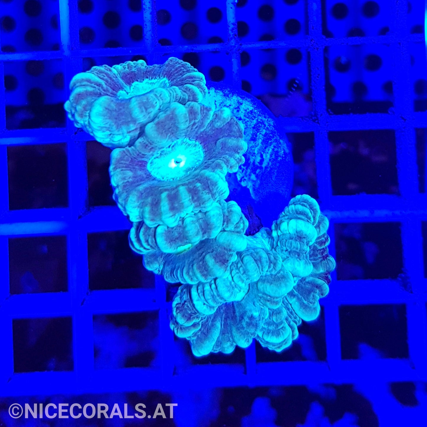 Caulastrea