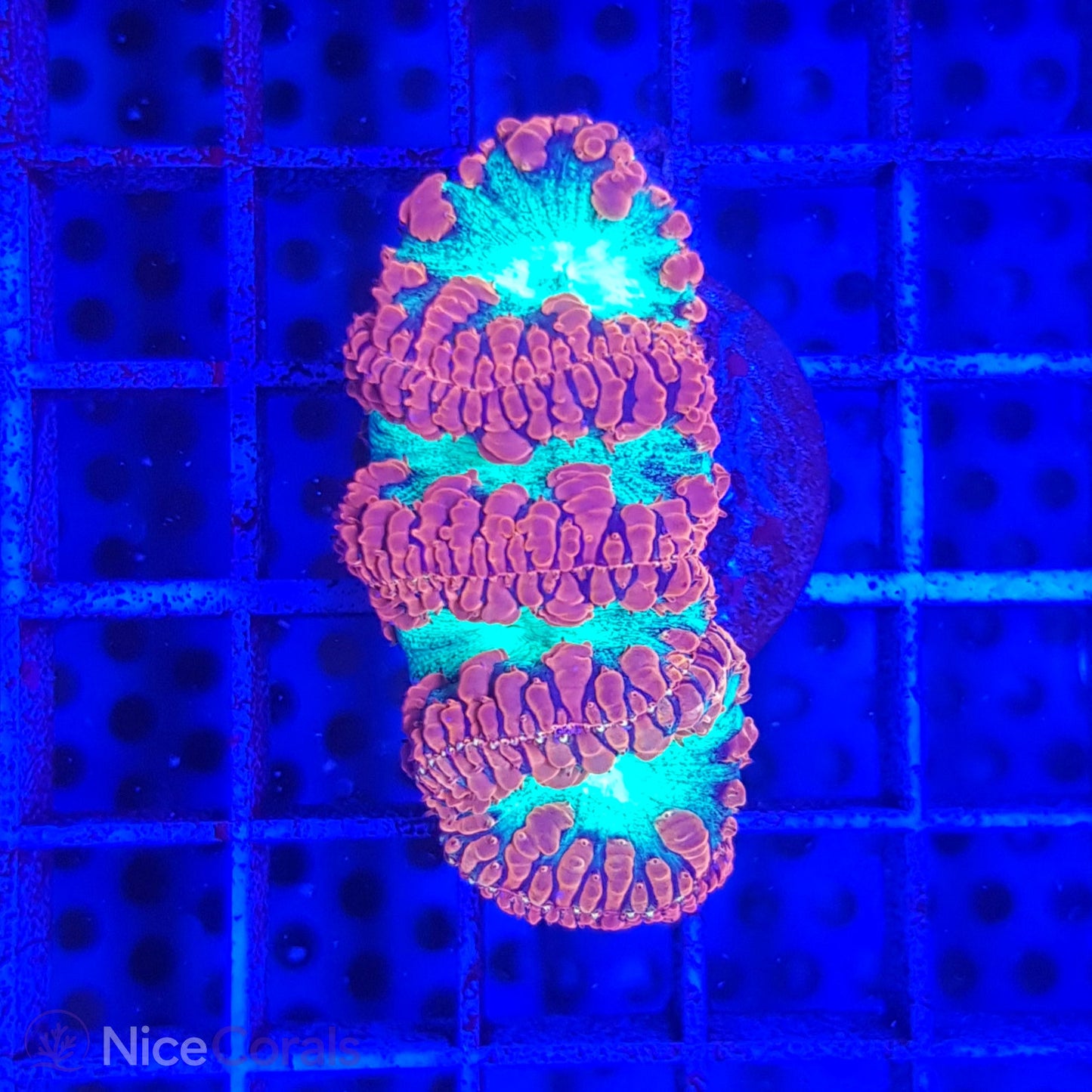 Blastomussa
