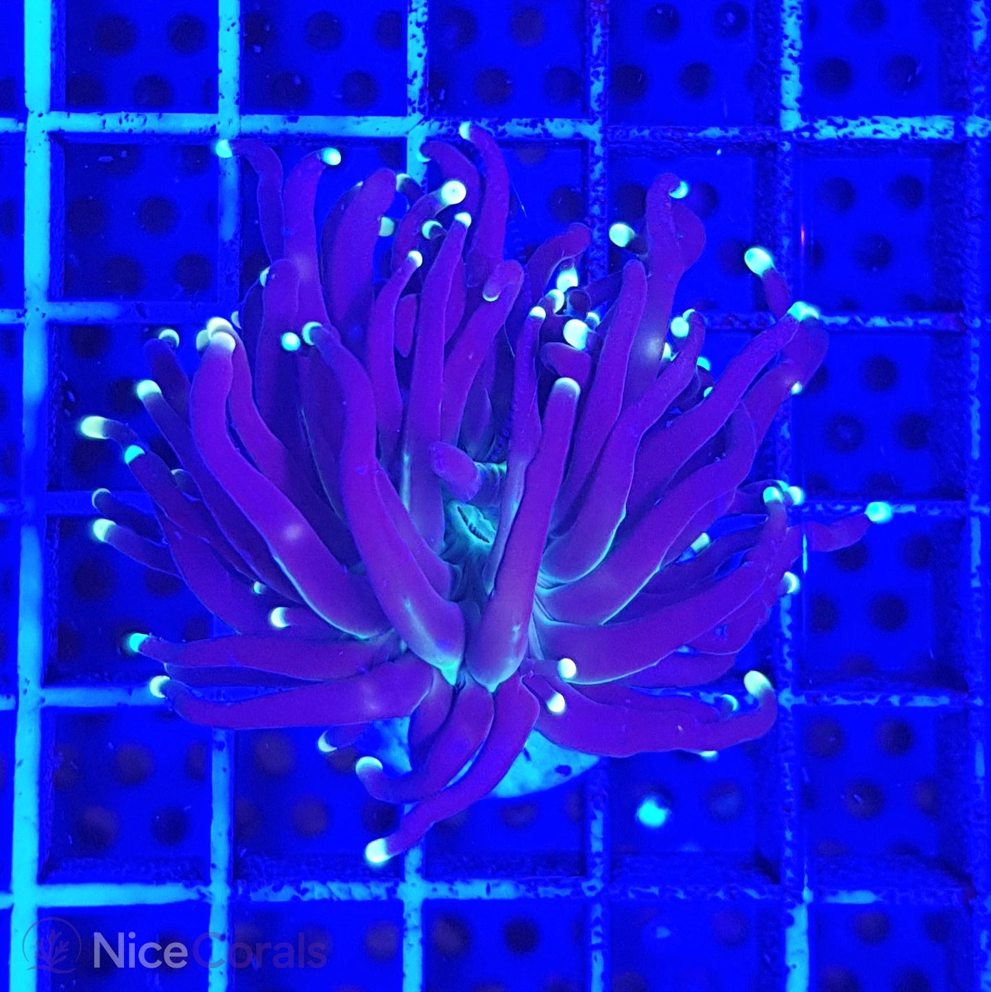 Euphyllia Black Torch