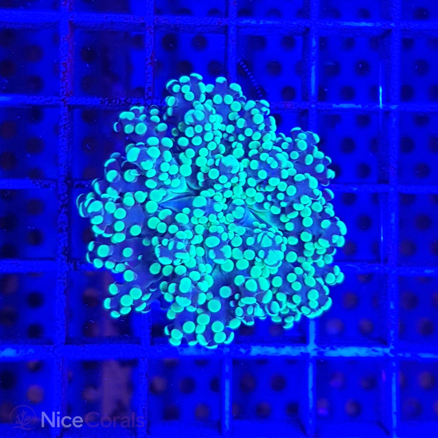 Euphyllia paradivisa