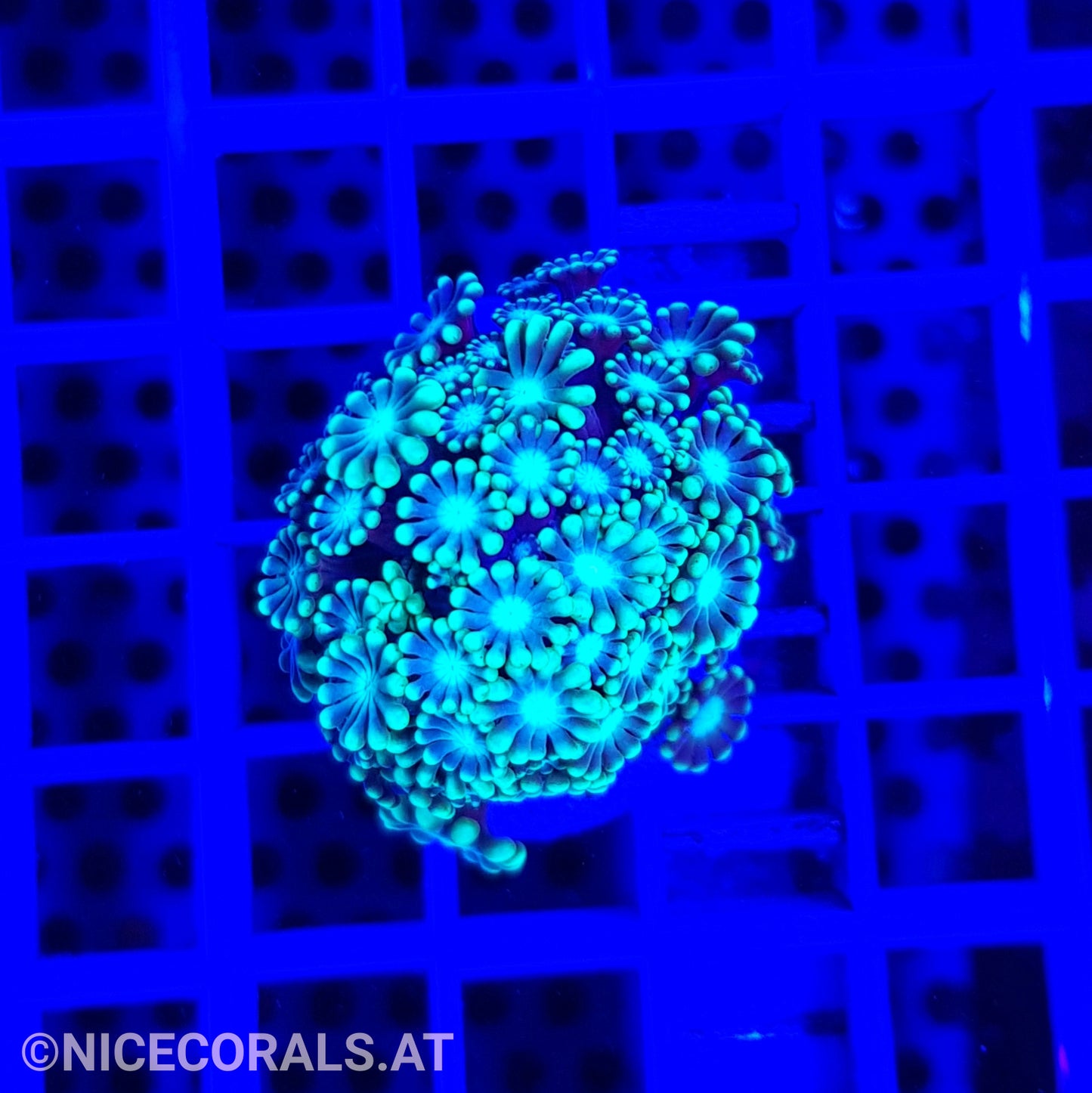 Alveopora