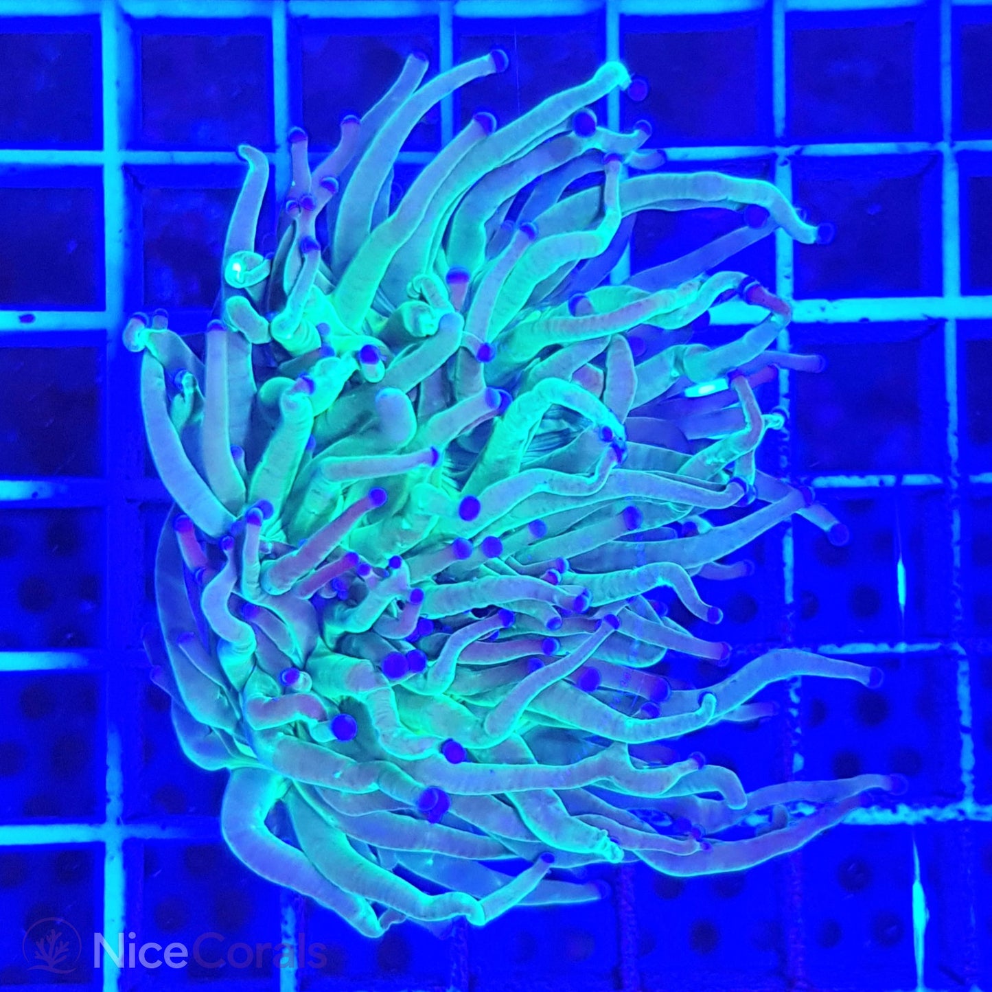 Euphyllia Torch