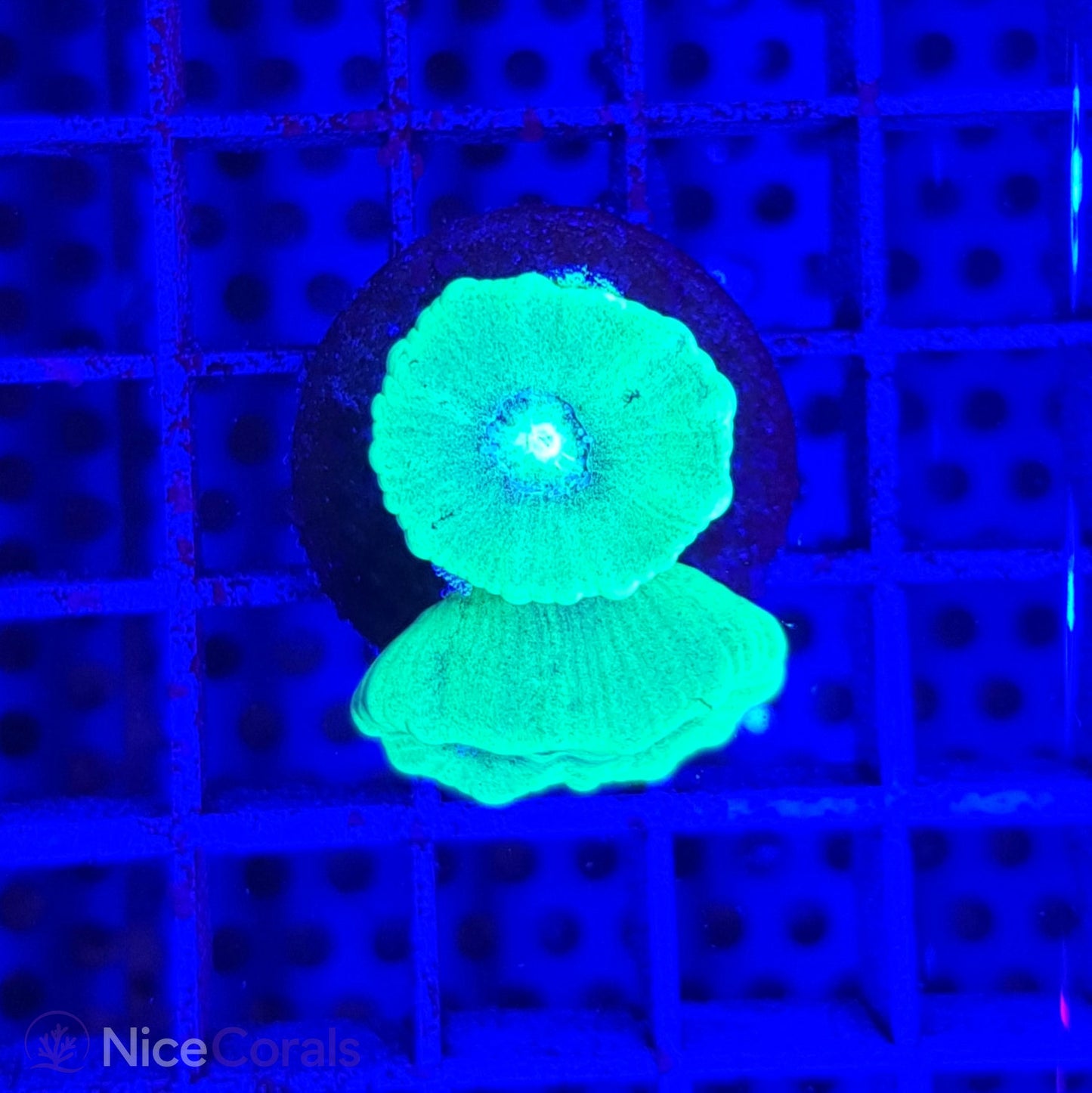 Caulastrea