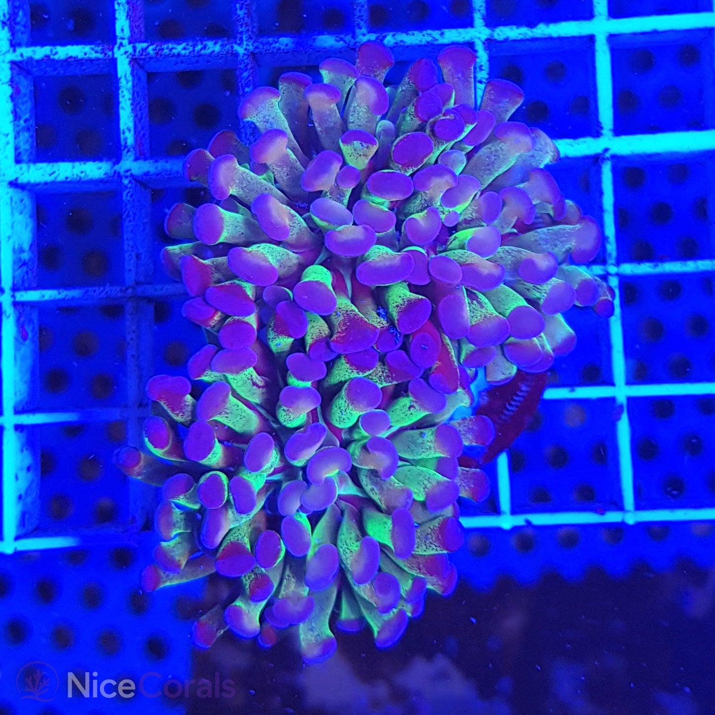 Euphyllia paraancora