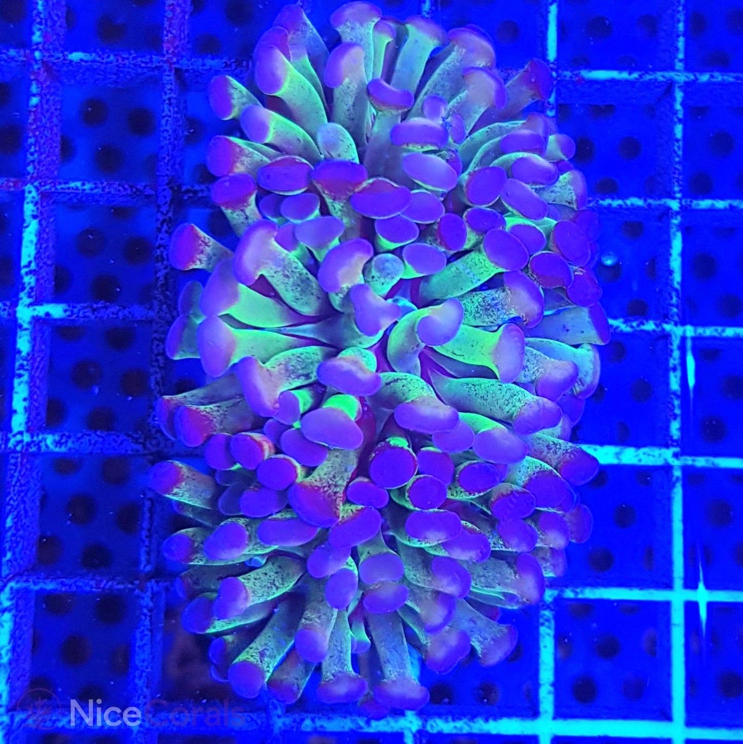 Euphyllia paraancora