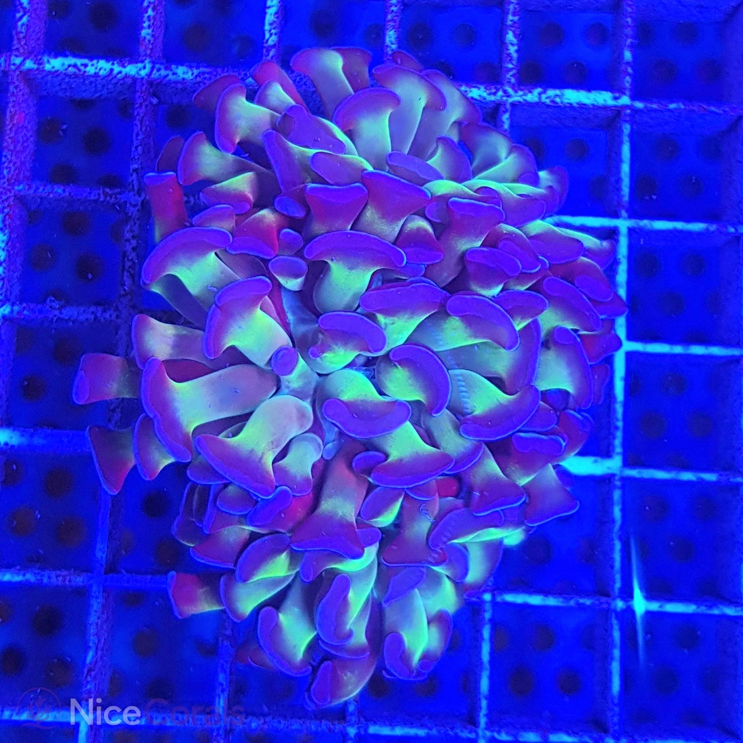 Euphyllia paraancora