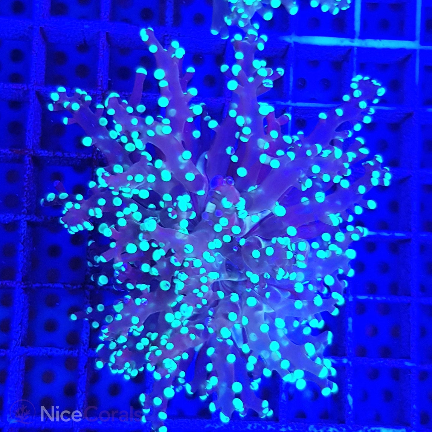 Euphyllia paradivisa