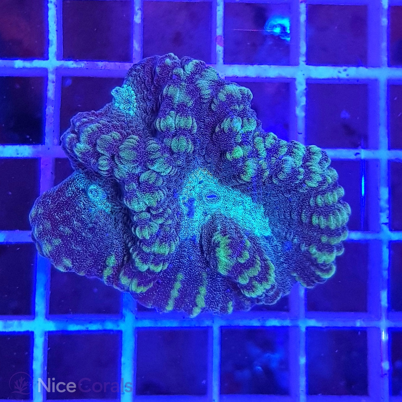 Oulophyllia
