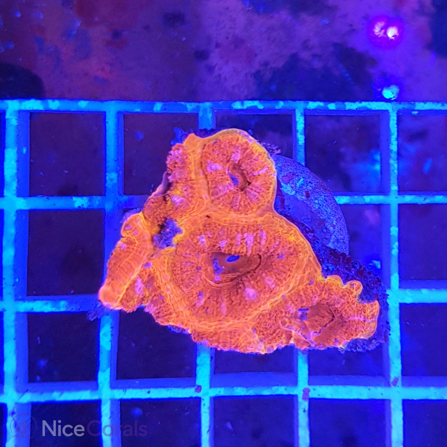 Acanthastrea