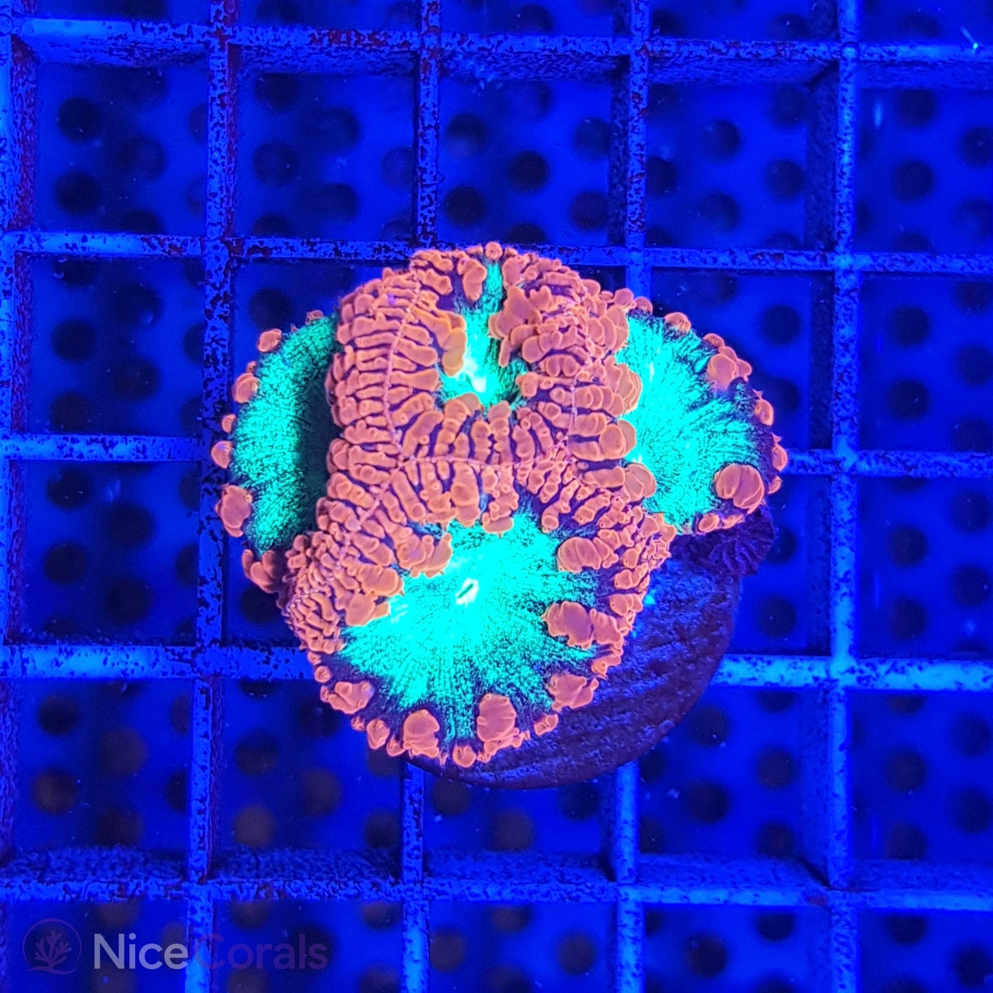 Blastomussa
