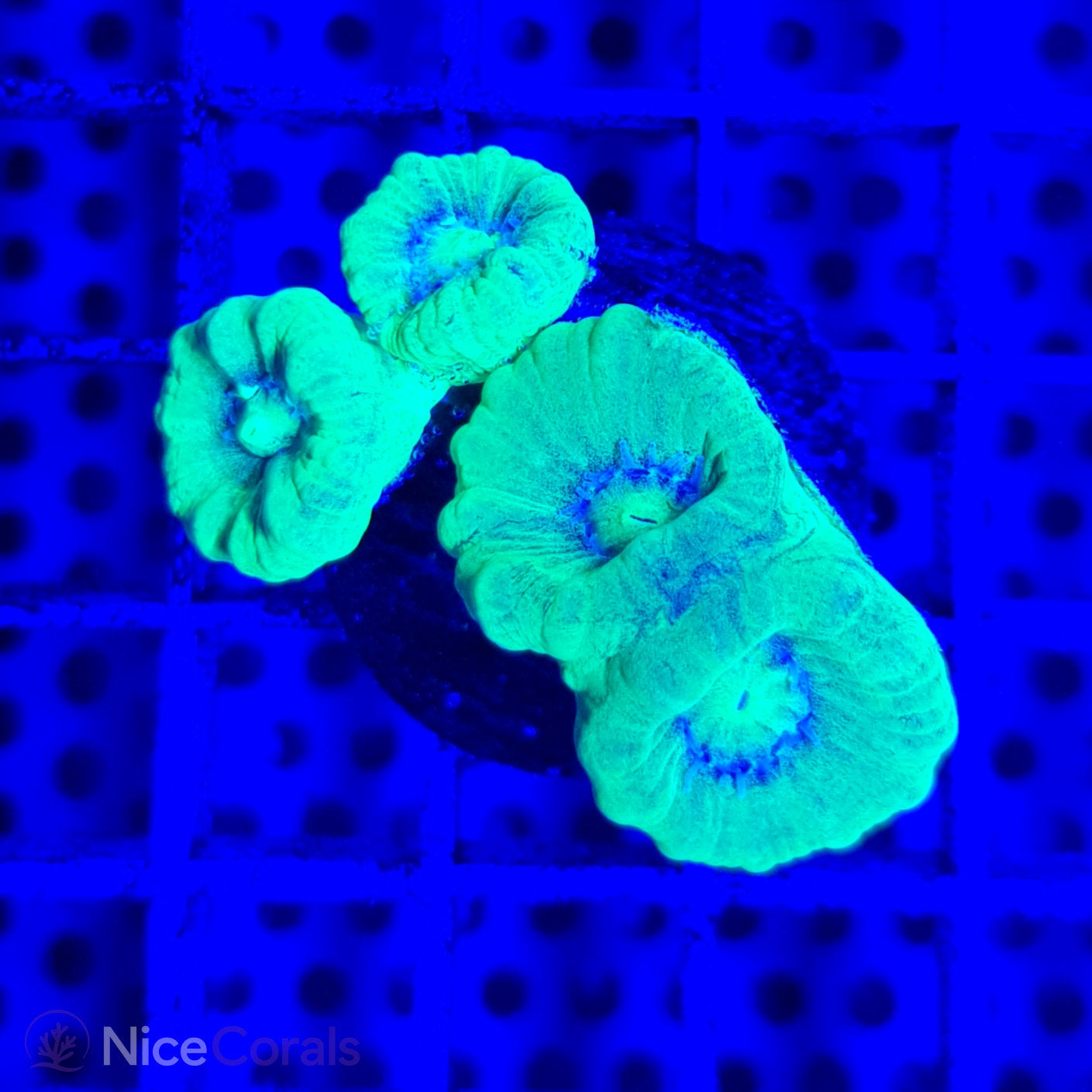 Caulastrea