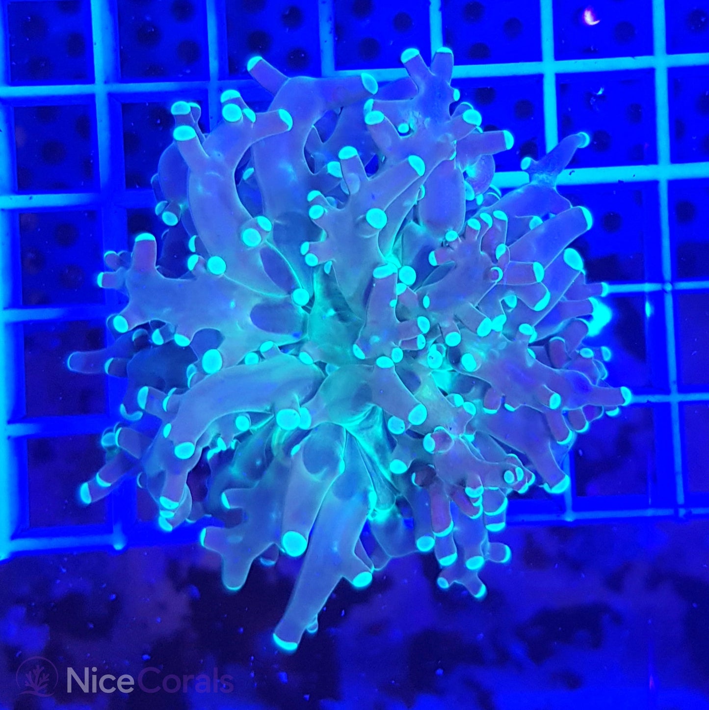 Euphyllia paradivisa