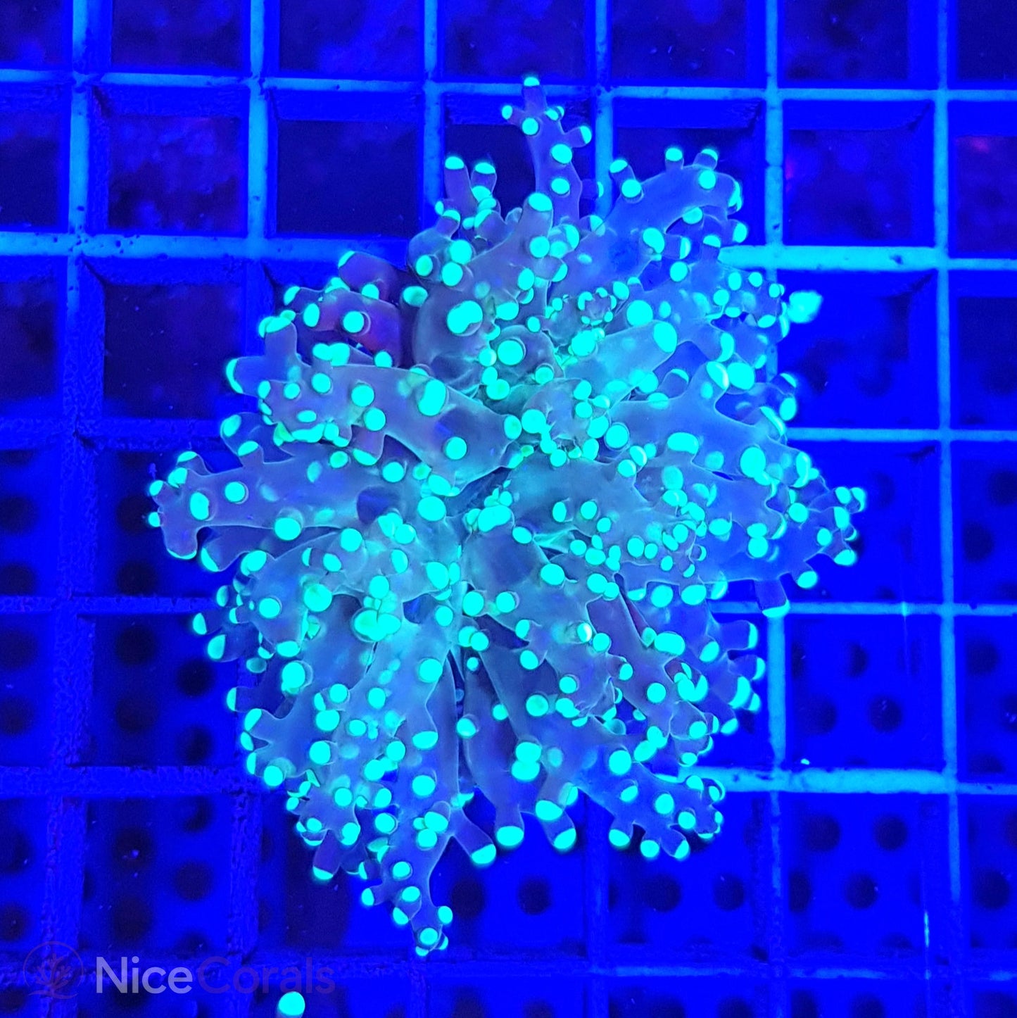 Euphyllia paradivisa