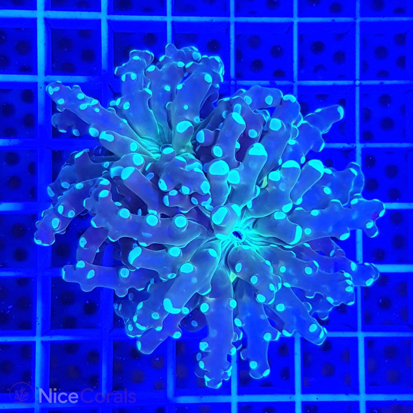 Euphyllia paradivisa