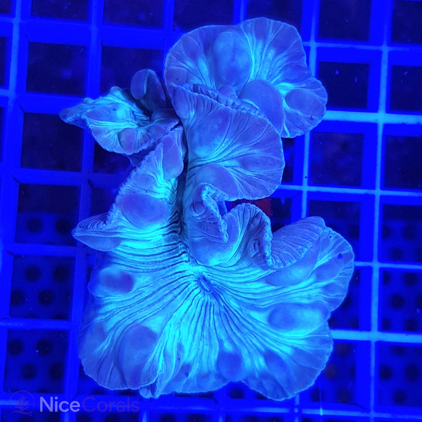 Nemenzophyllia