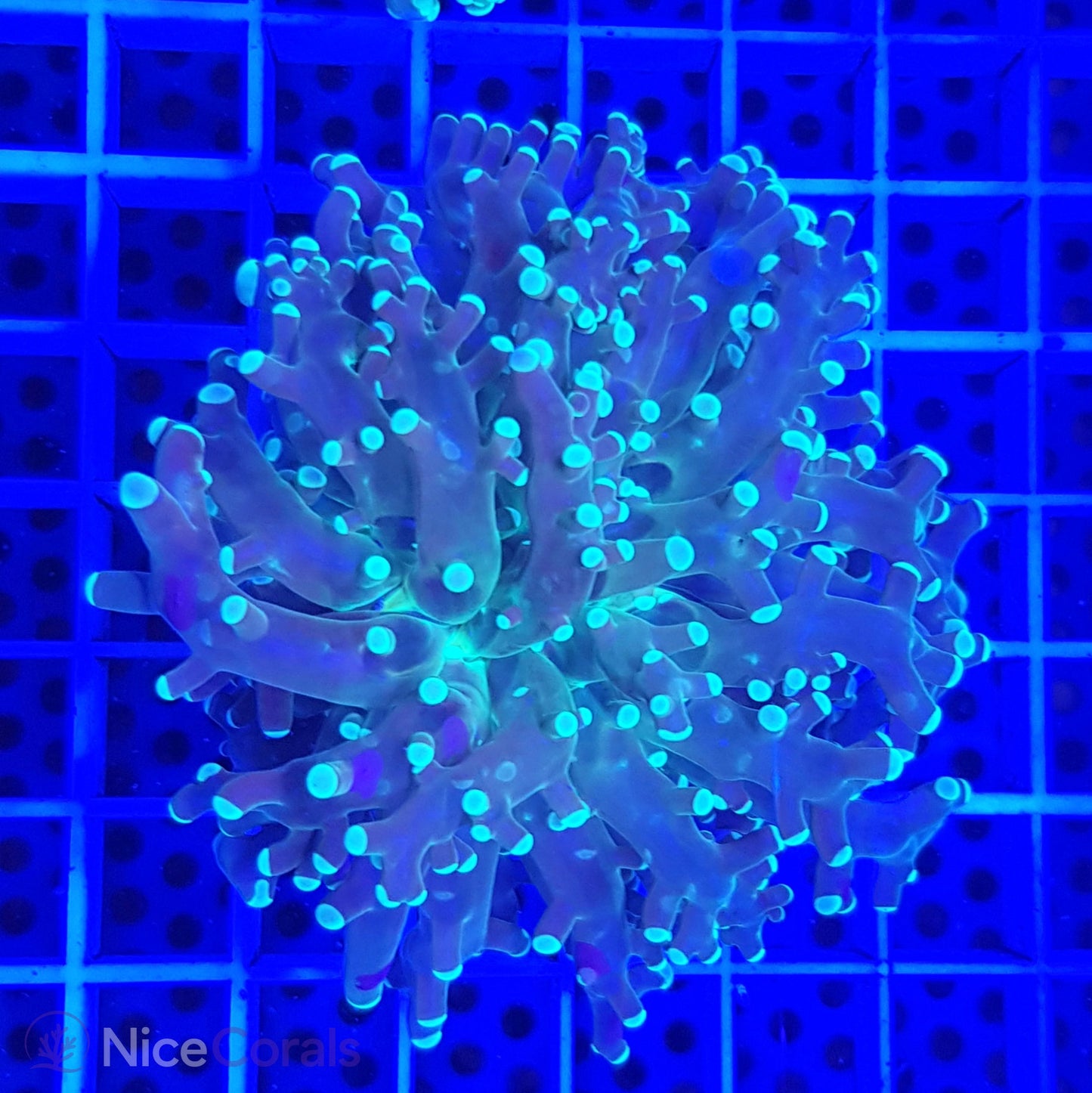 Euphyllia paradivisa