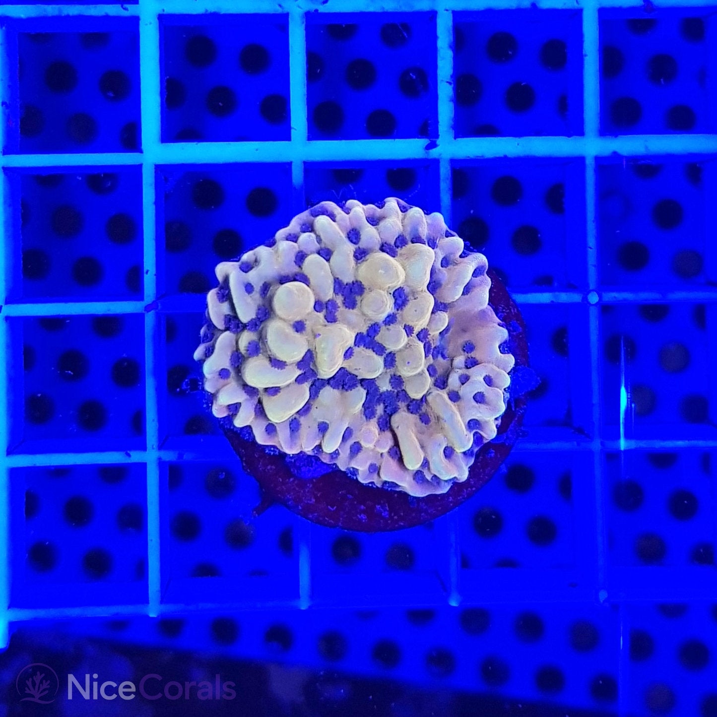 Montipora