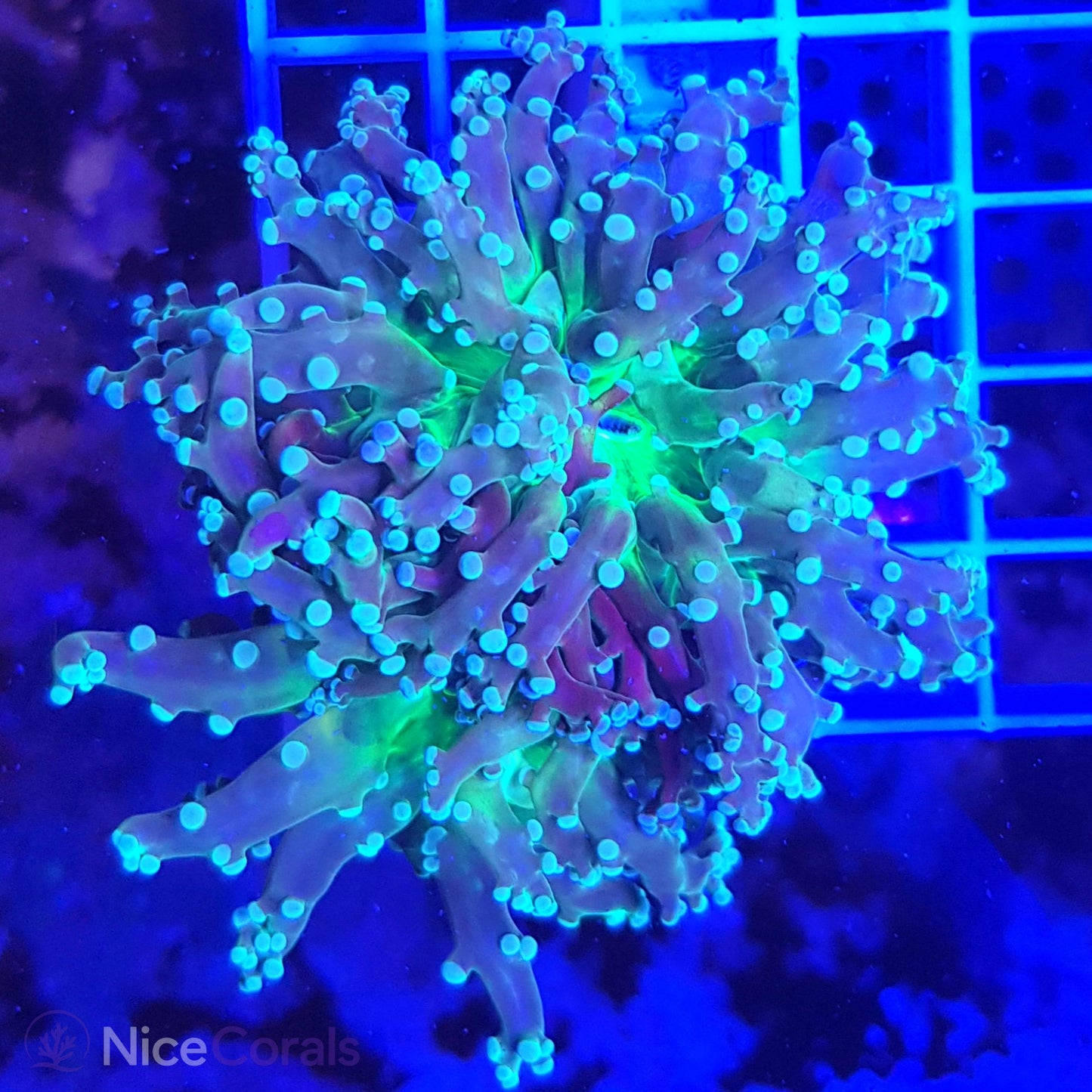Euphyllia paradivisa