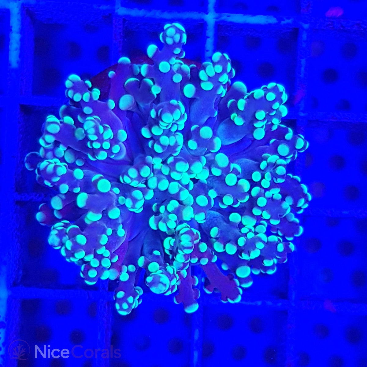 Euphyllia paradivisa