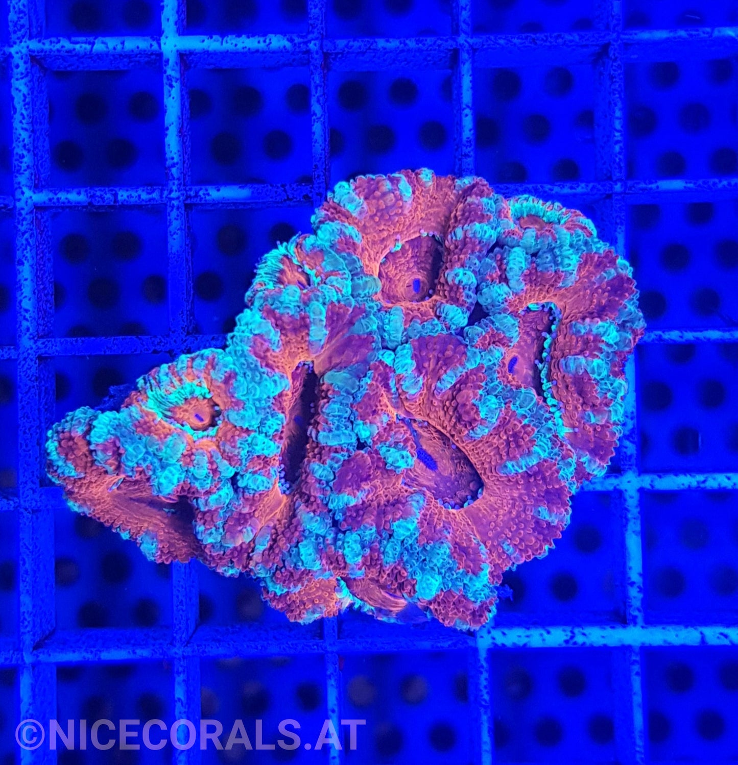 Acanthastrea