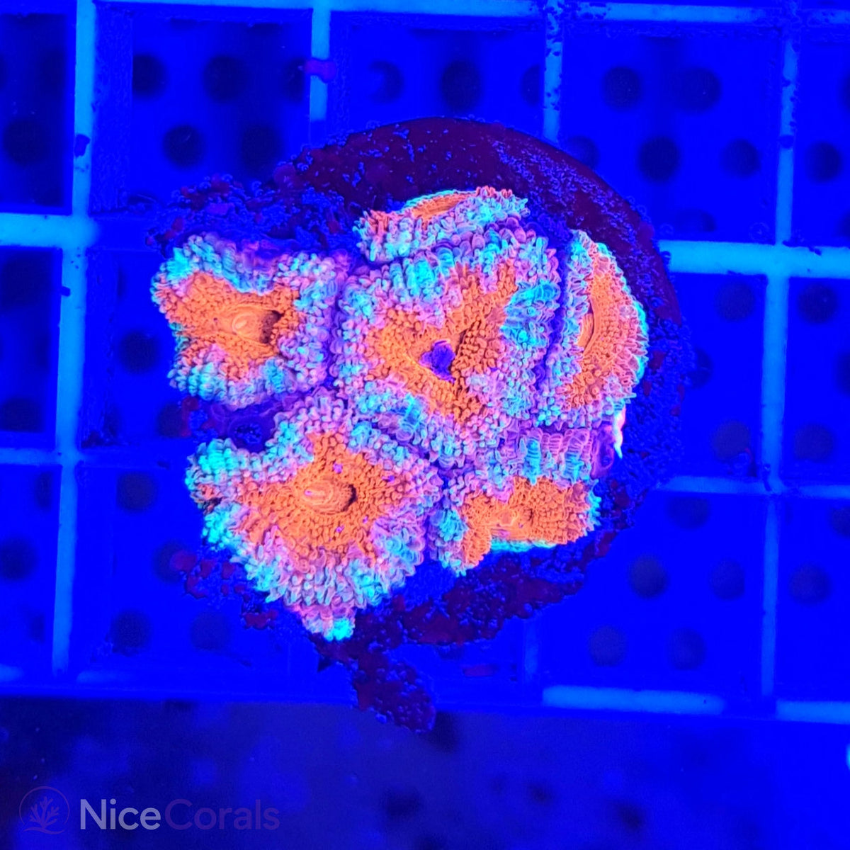 Acanthastrea