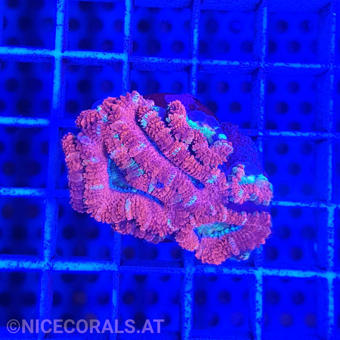 Acanthastrea