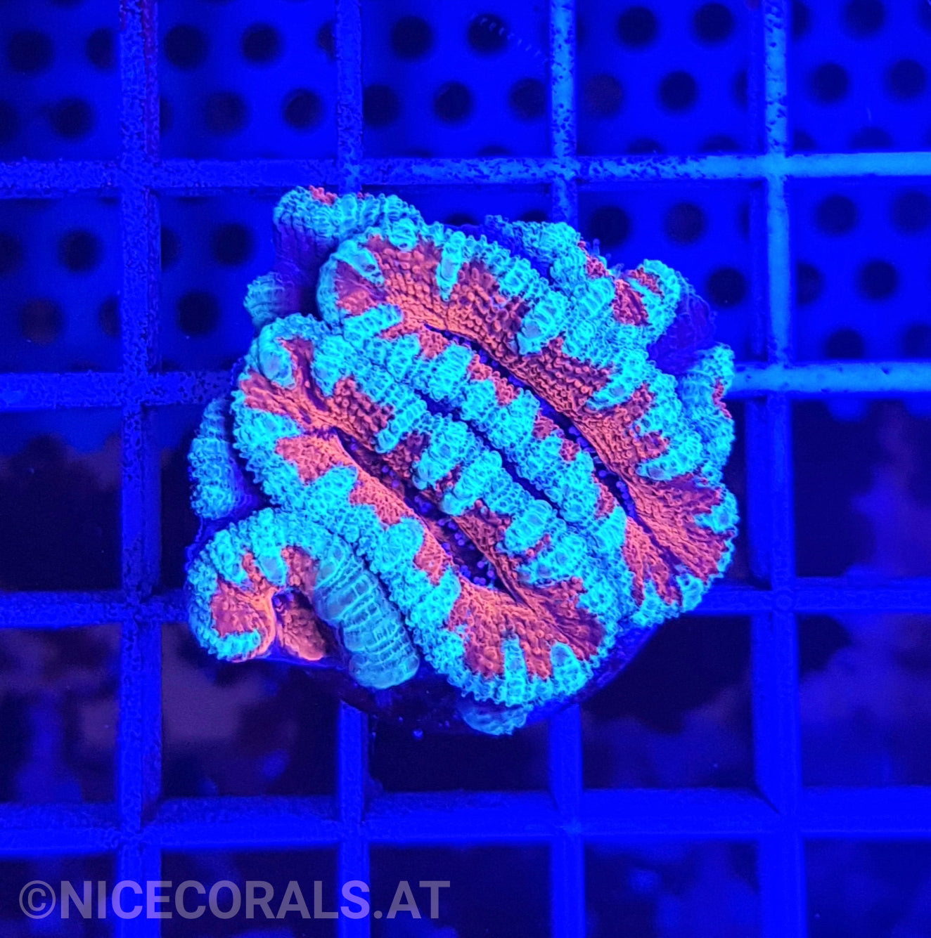 Acanthastrea