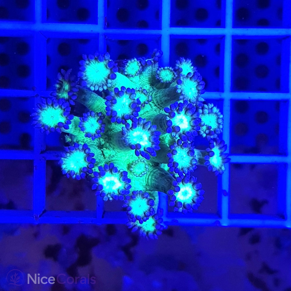 Goniopora