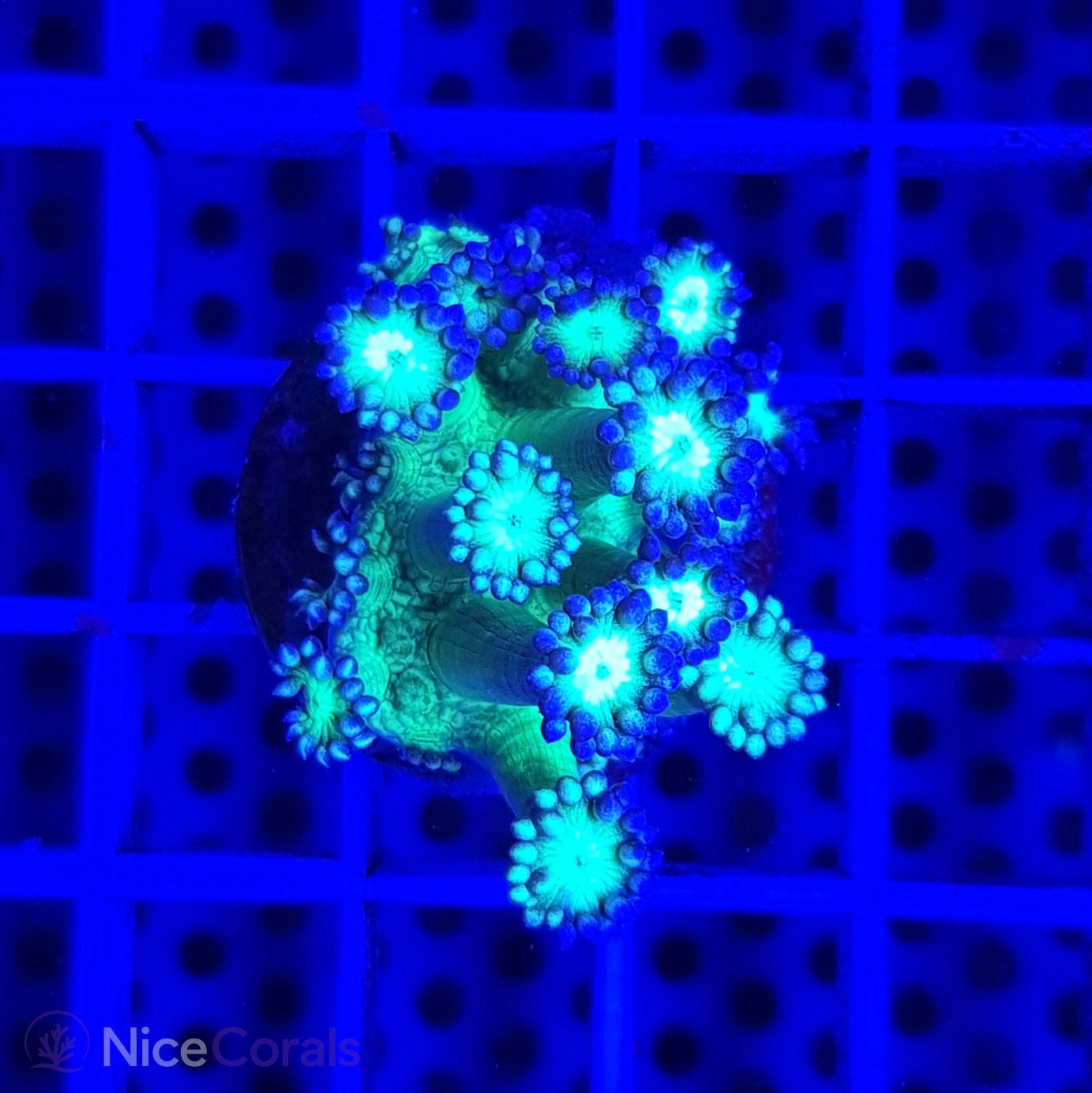 Goniopora