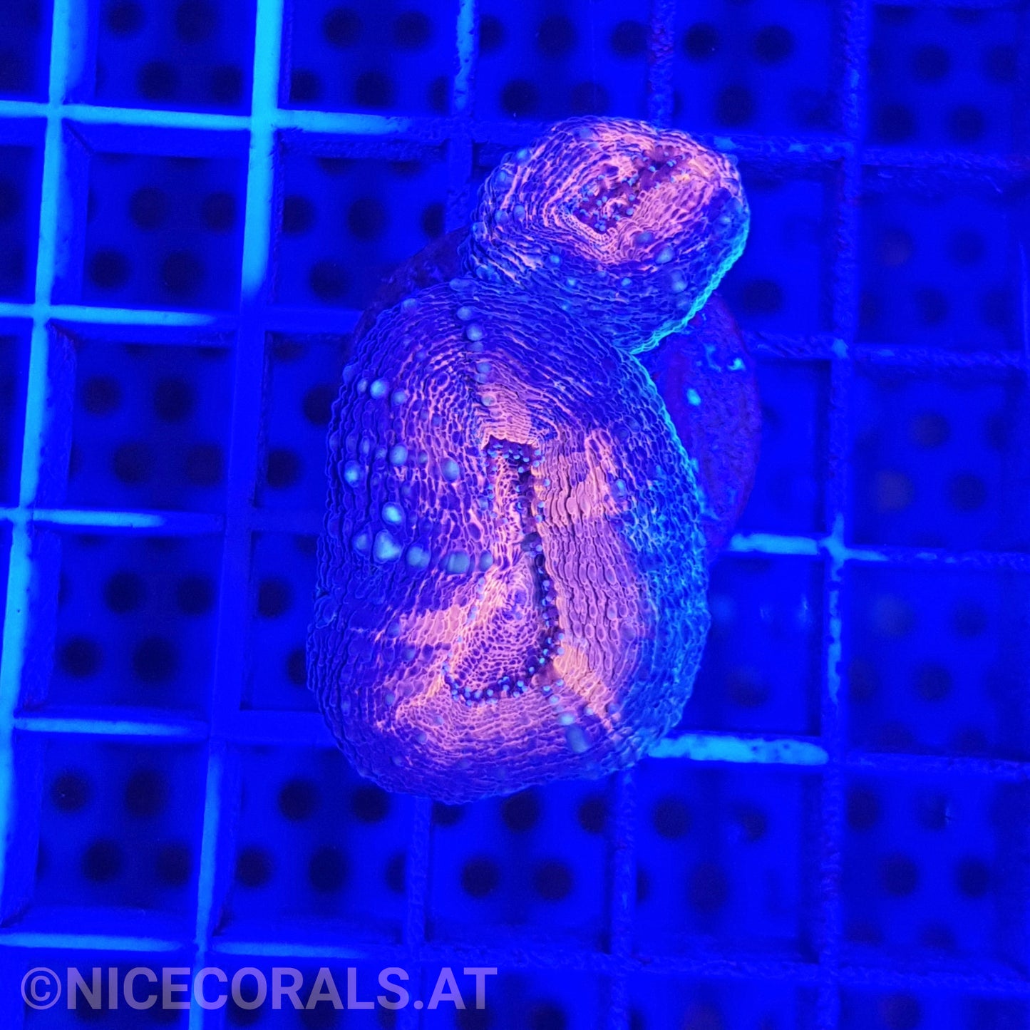 Lobophyllia