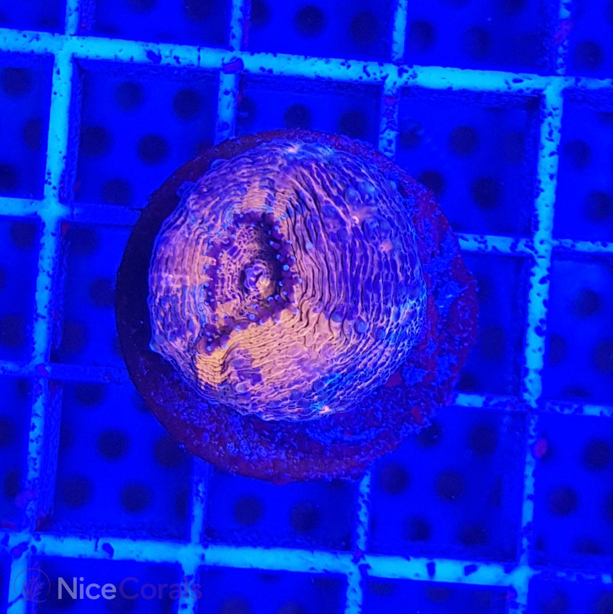 Lobophyllia