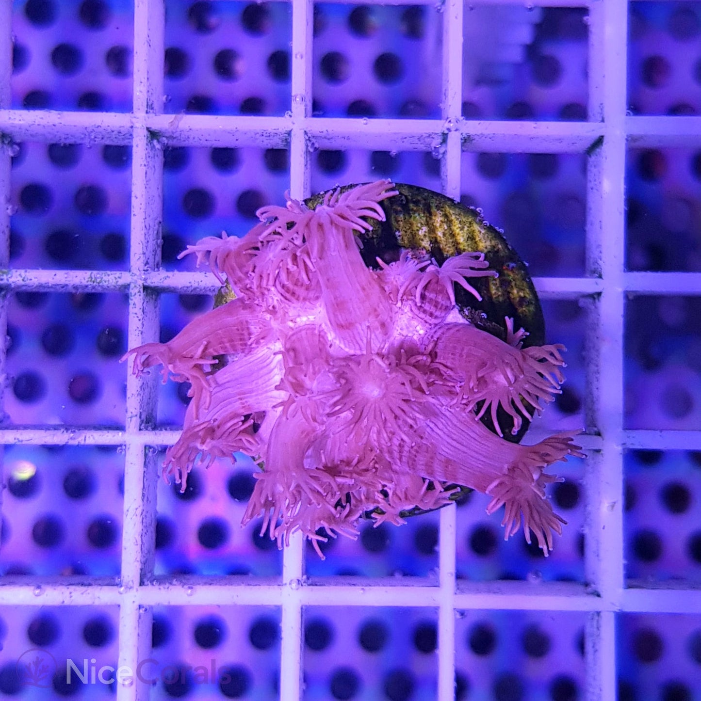 Goniopora