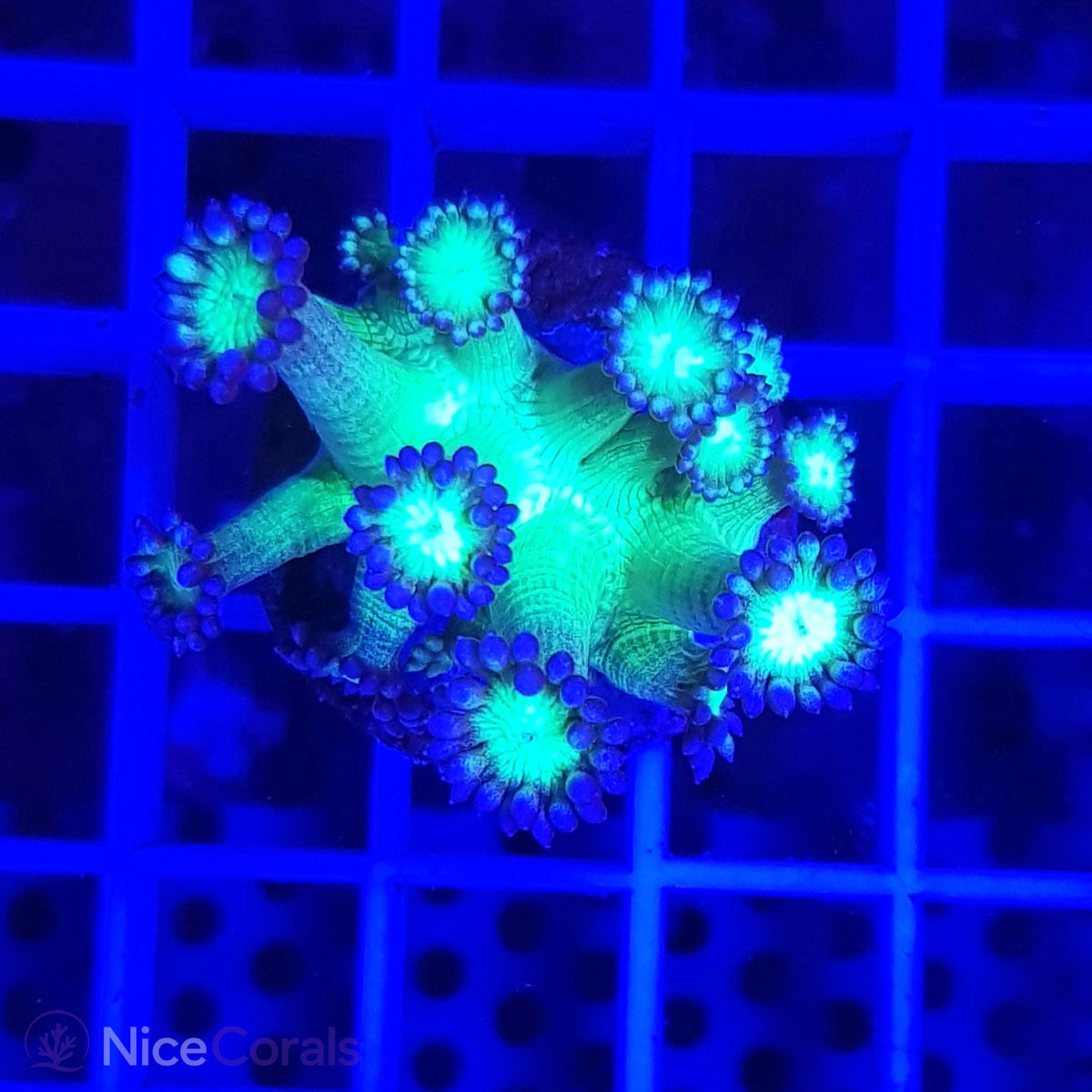 Goniopora
