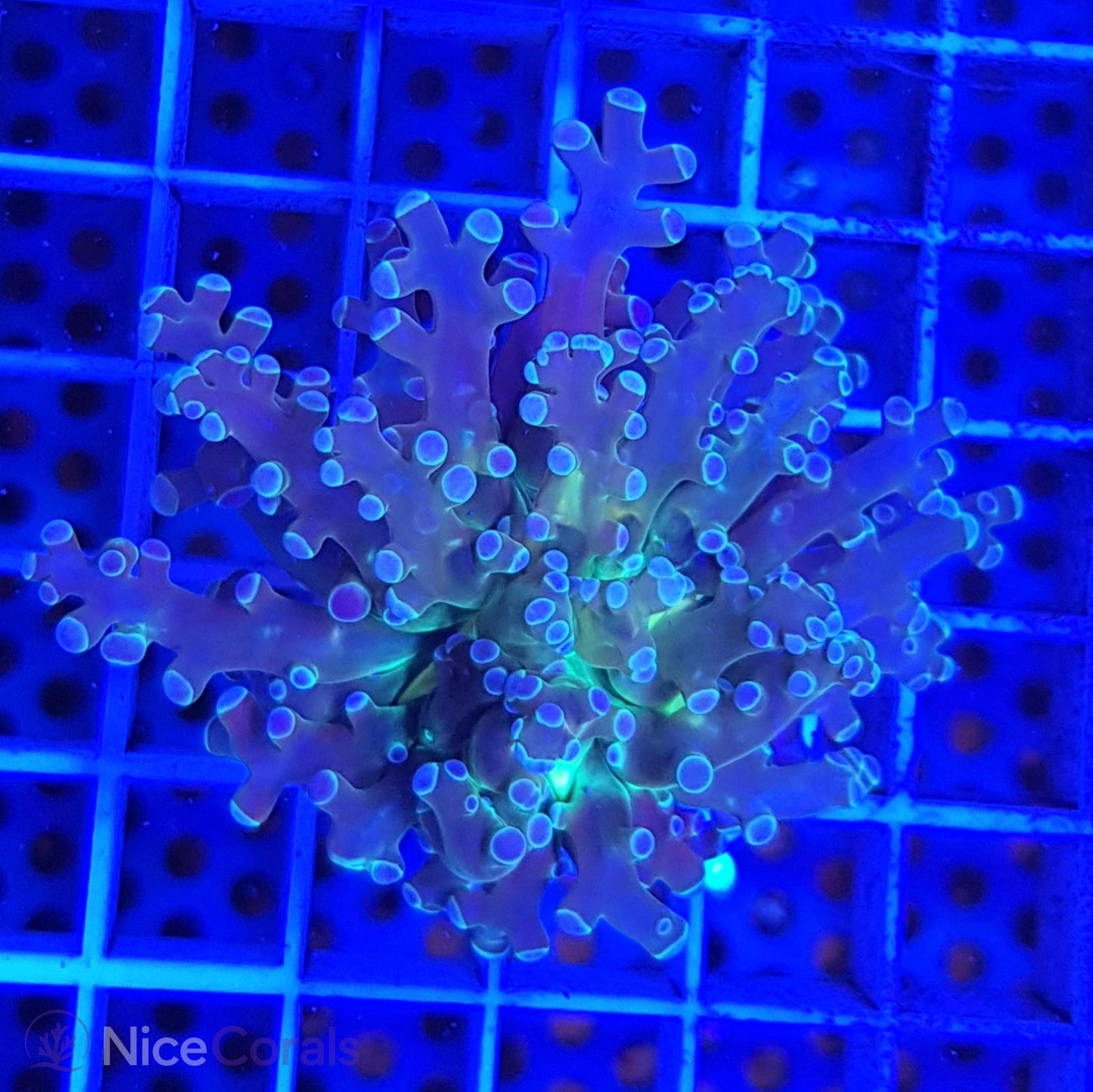 Euphyllia paradivisa