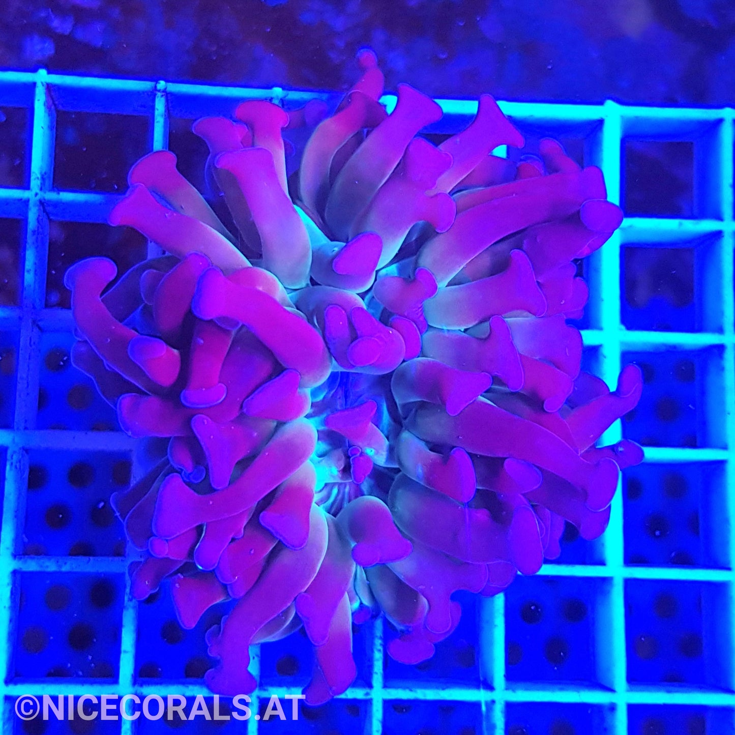 Euphyllia paraancora