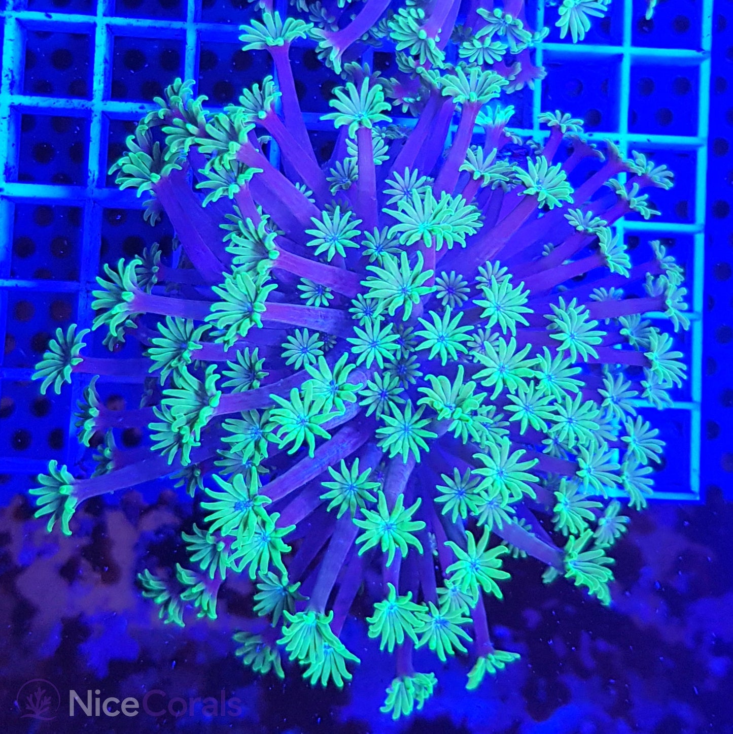 Alveopora