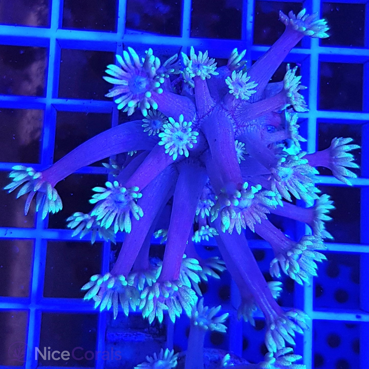 Goniopora