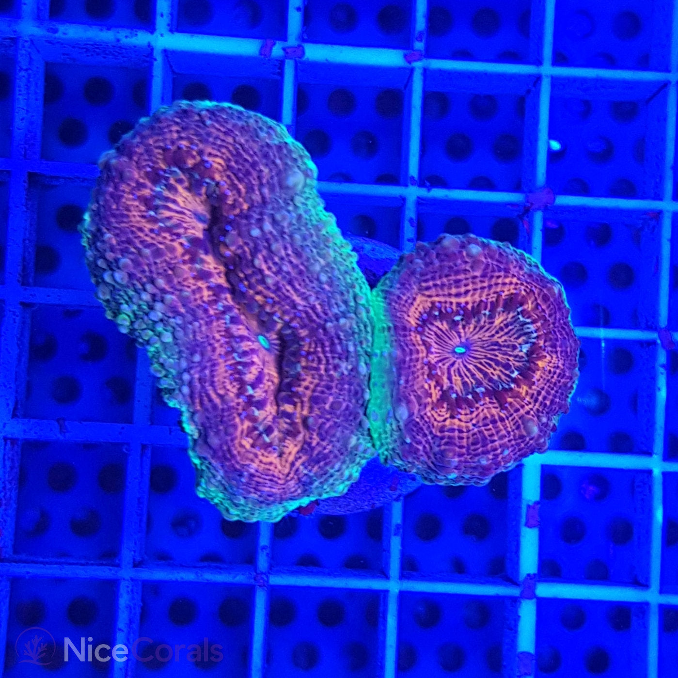 Lobophyllia