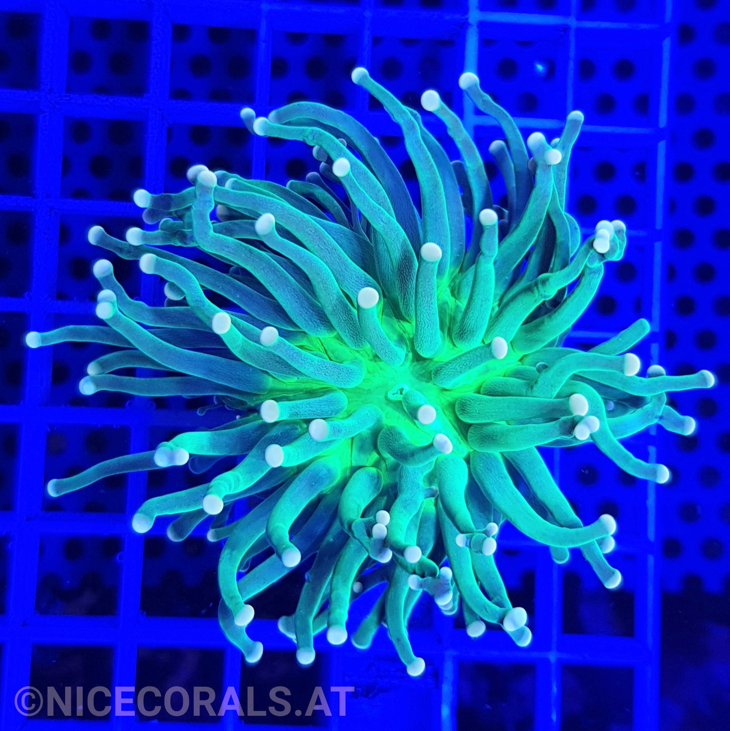 Euphyllia Torch Metallic Green