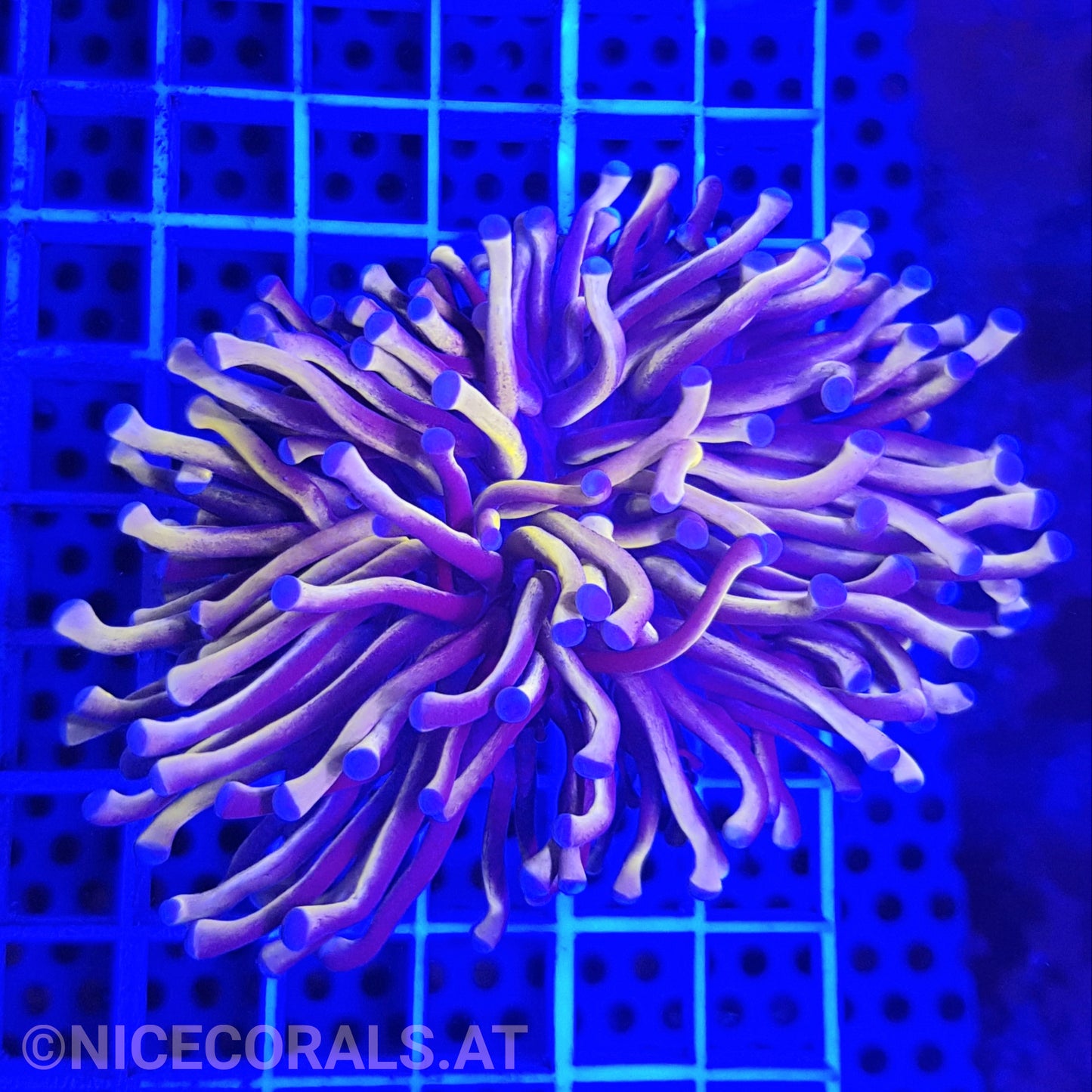 Euphyllia Gold Torch