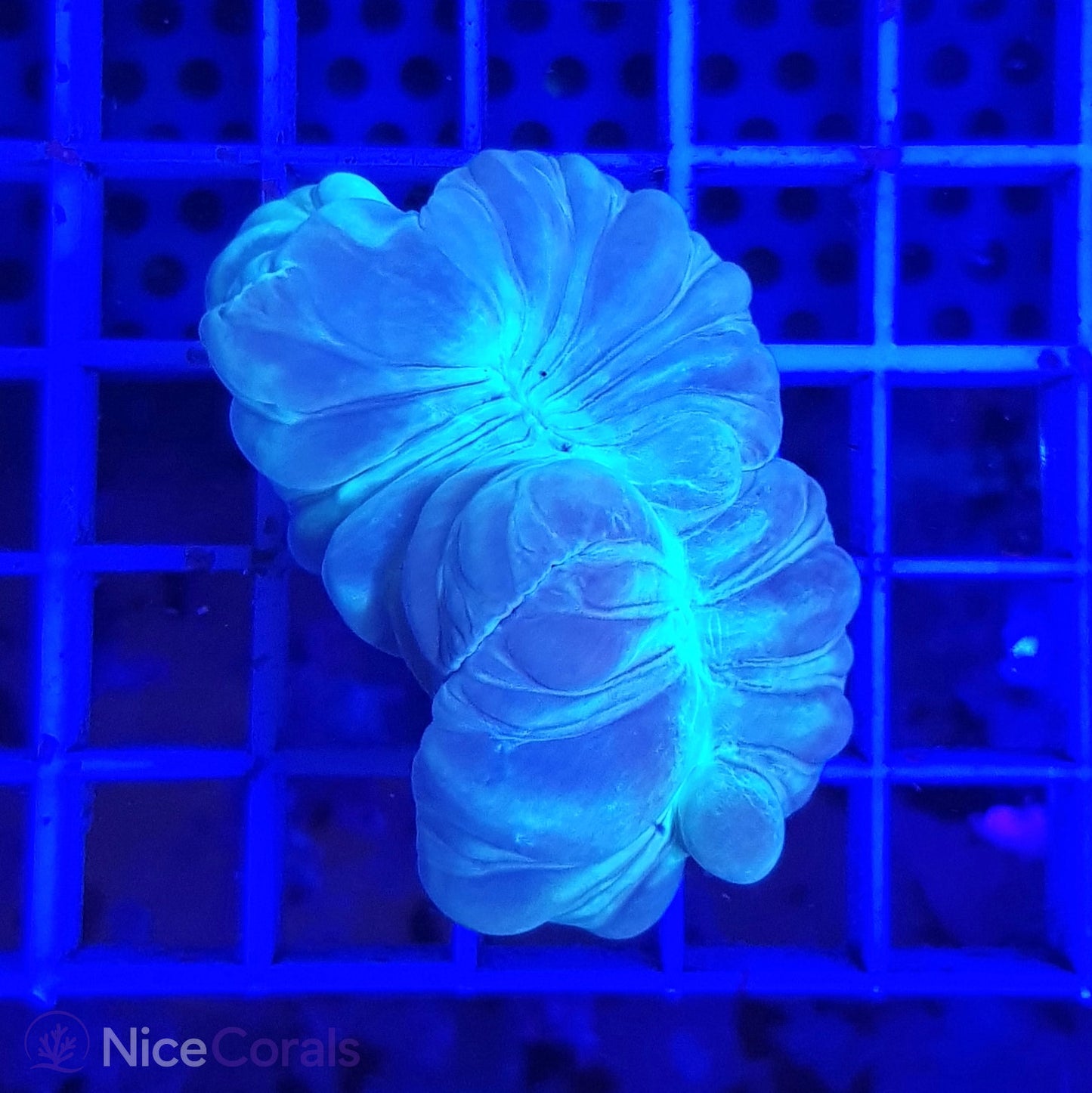 Nemenzophyllia