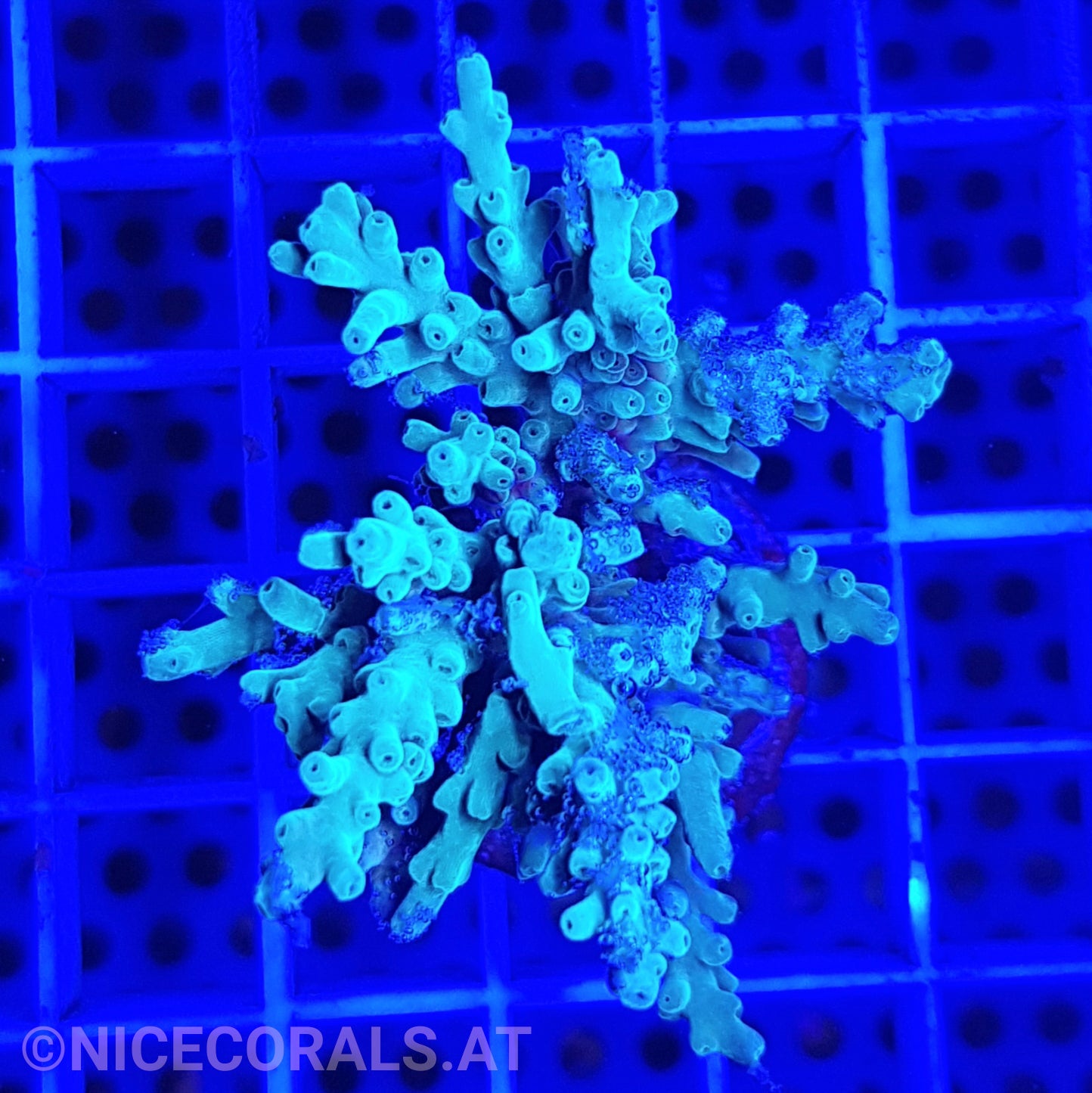Acropora