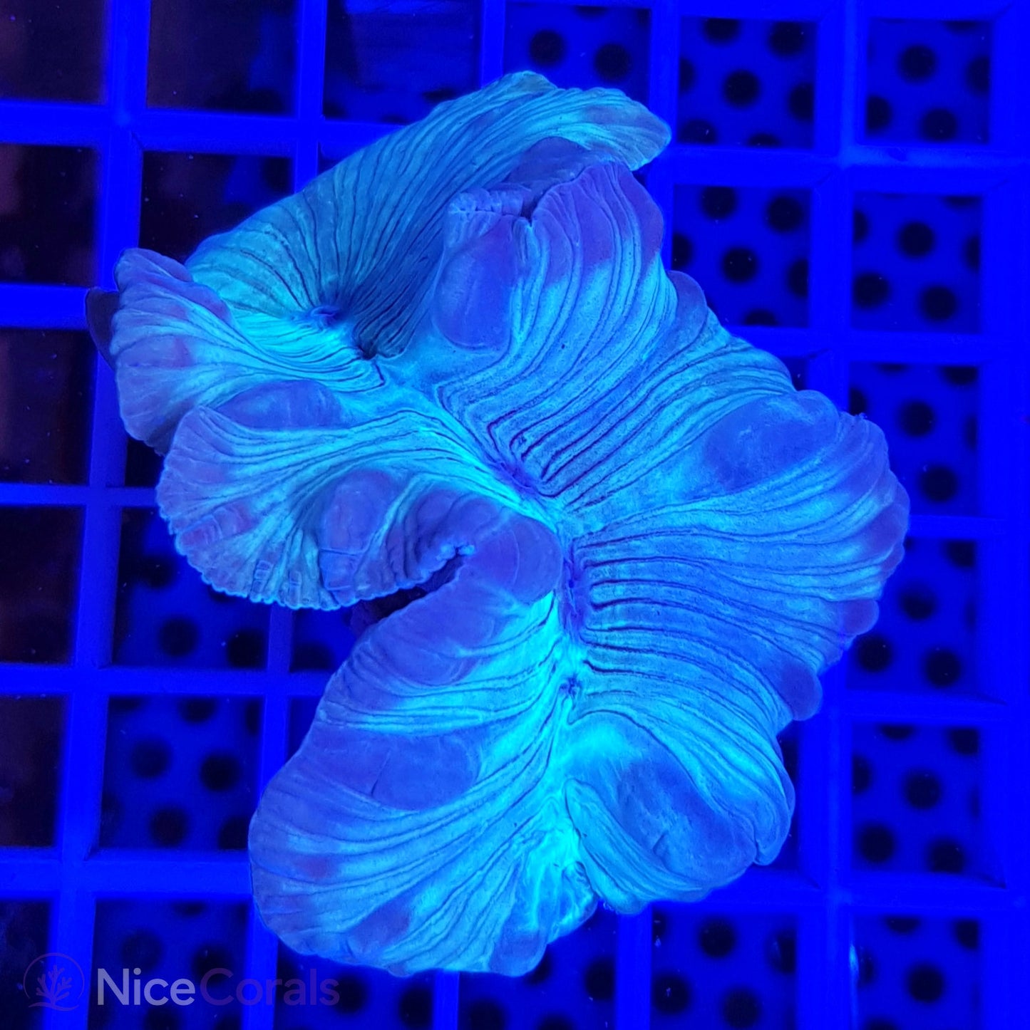 Nemenzophyllia