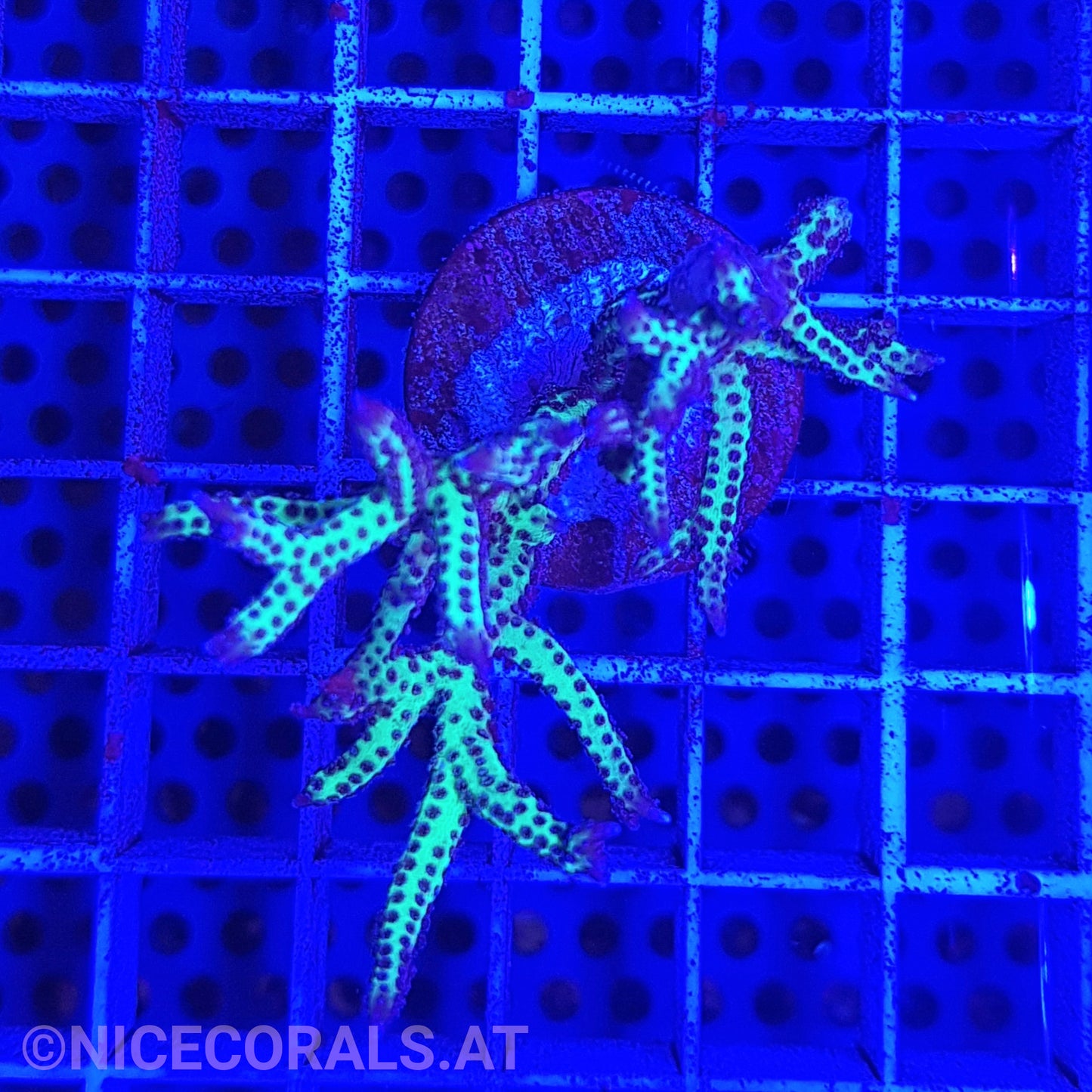Seriatopora