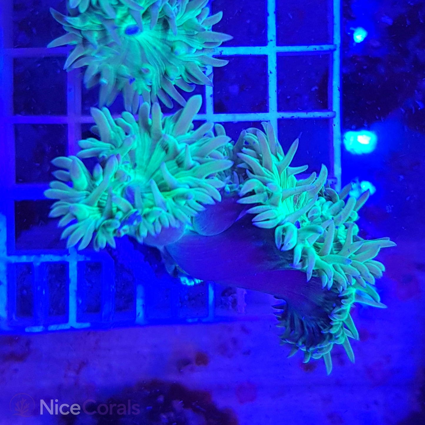Duncanopsammia