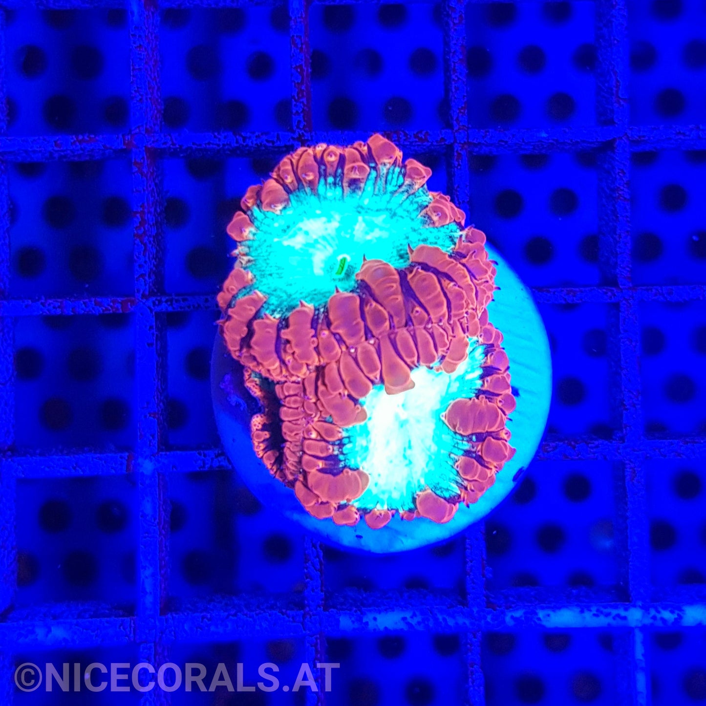 Blastomussa