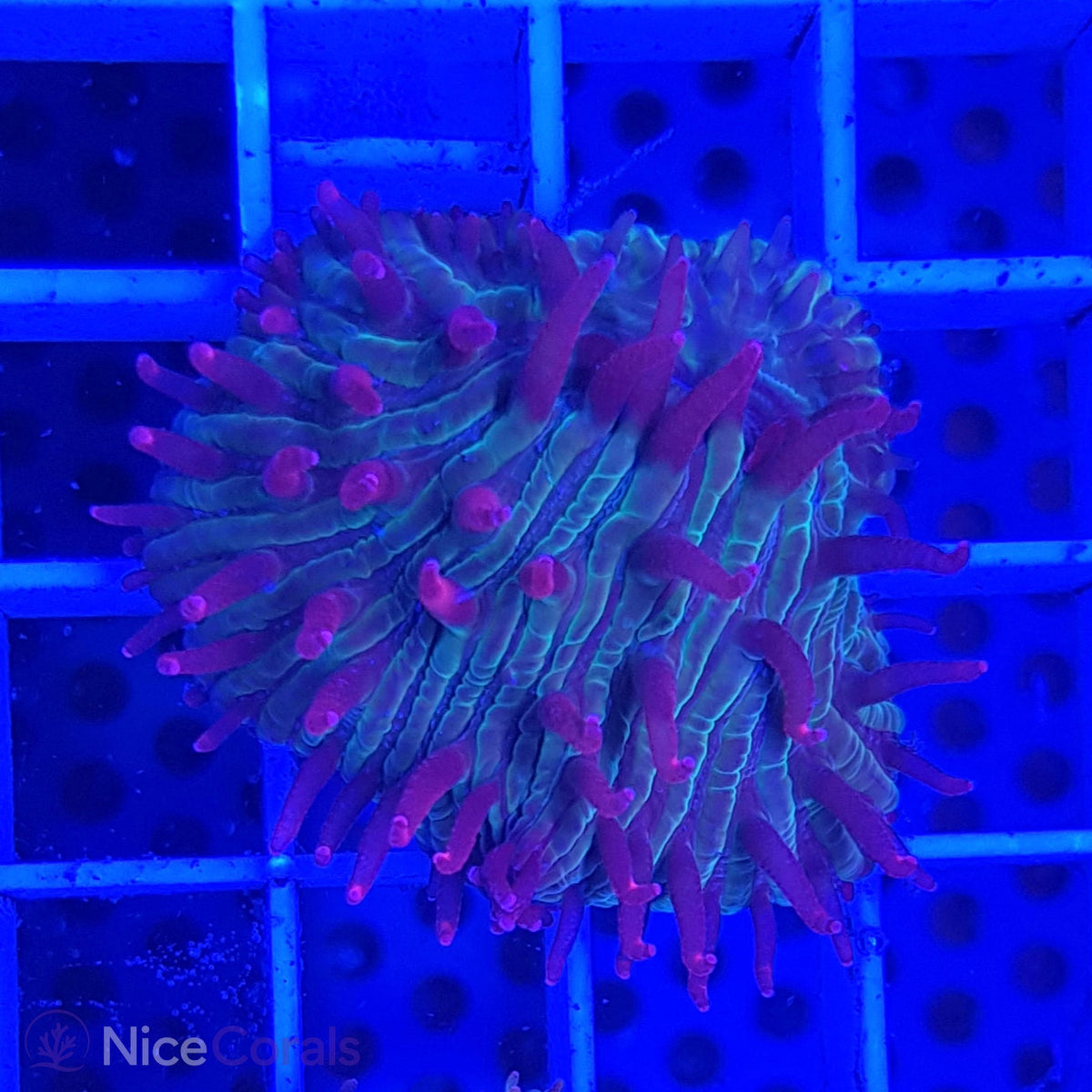 Cycloseris fragilis